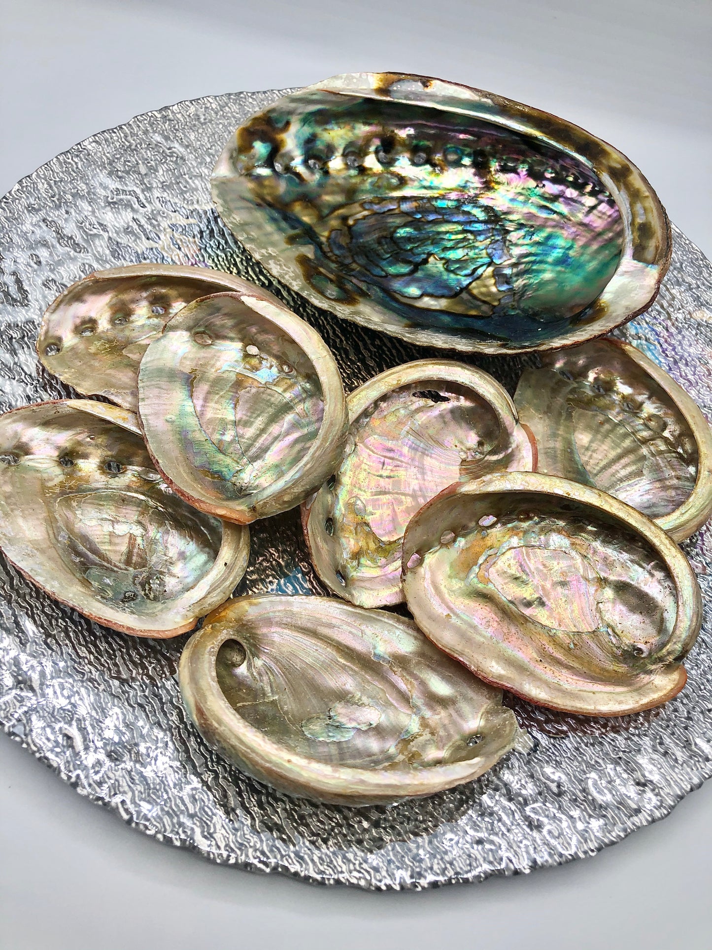 Abalone Shells