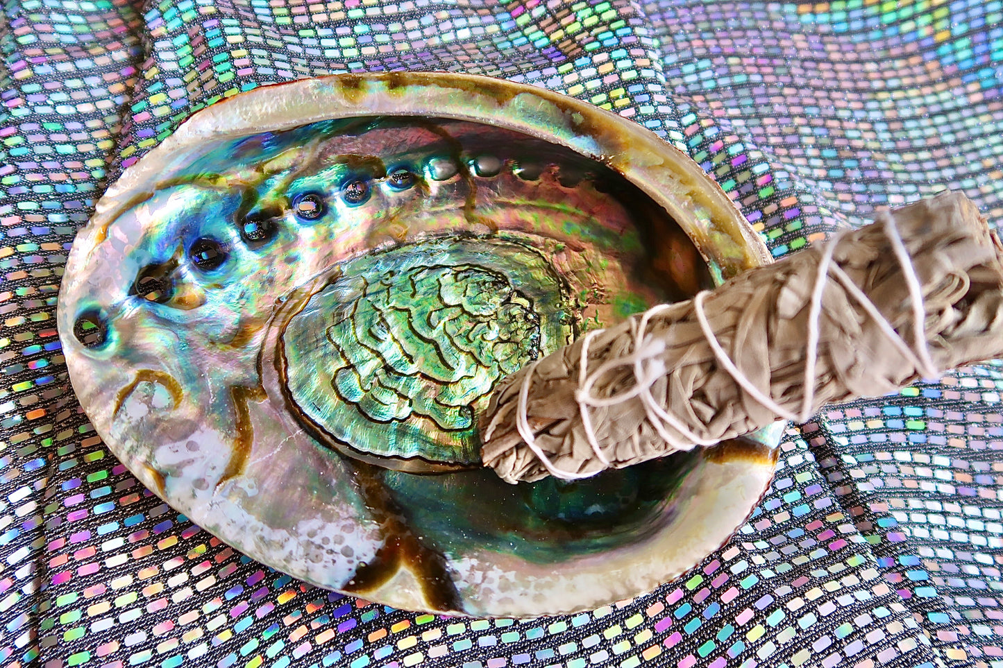 Abalone Shells