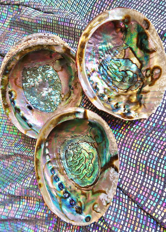 Abalone Shells