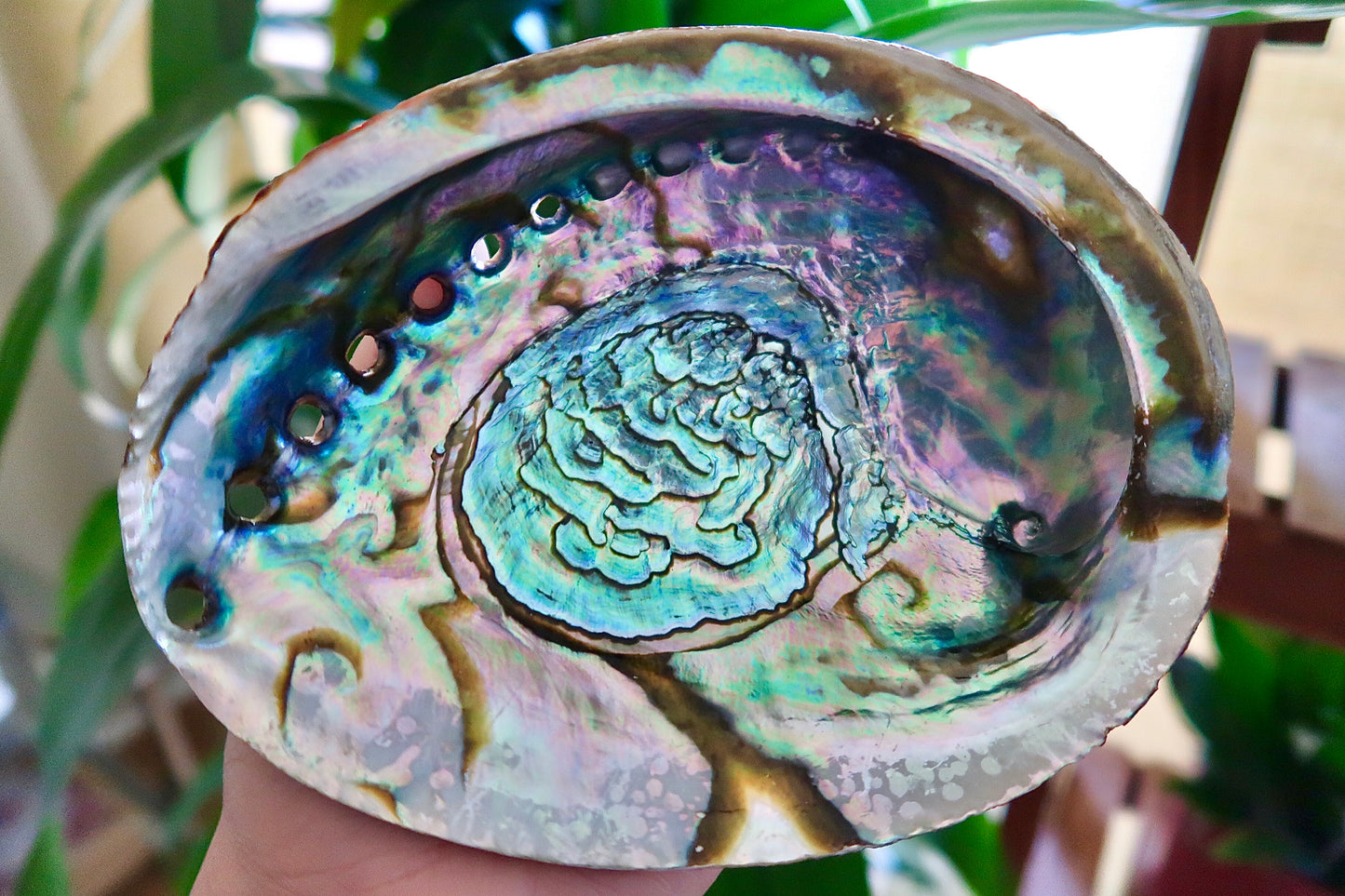 Abalone Shells